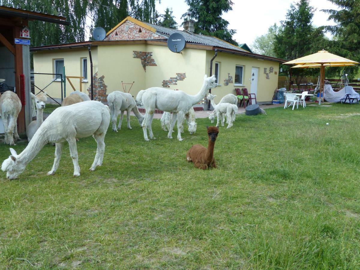 Alpaka-Ranczo Aff Villa Puławy Exterior foto